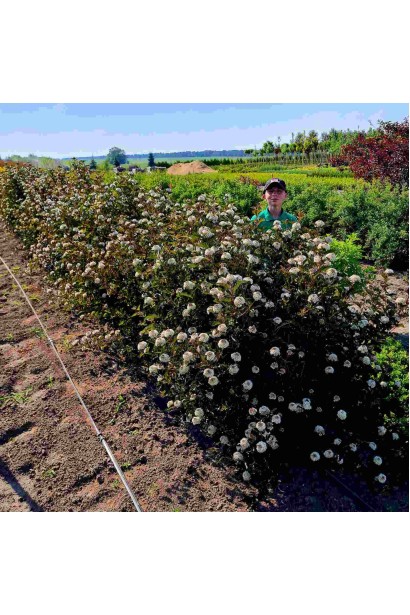 Пухироплiдник калинолистий Ред Барон - ком50кг/вис.100-120см/Ø80-100см